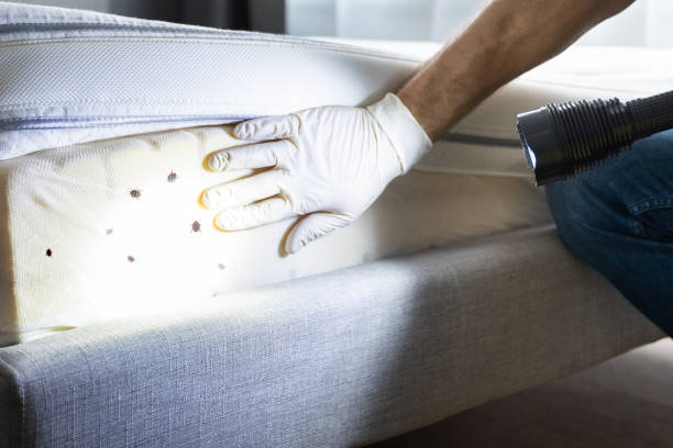 Best Local Pest Control Services  in Vandergrift, PA