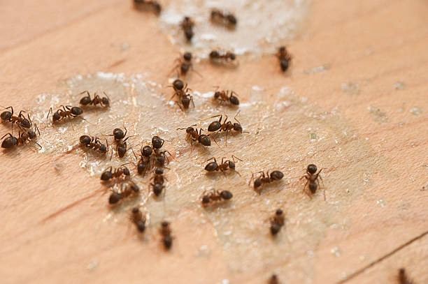 Best Pest Prevention Services  in Vandergrift, PA